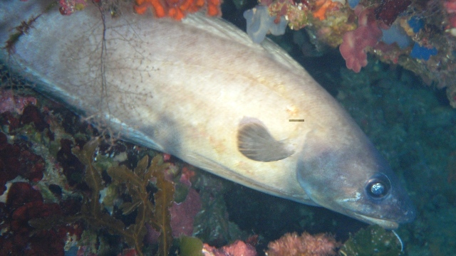 Otoño de pesca